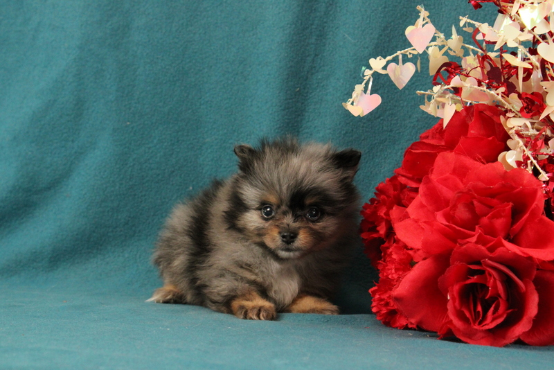 puppy, for, sale, Pomeranian, Matthew B. Stoltzfus, dog, breeder, Gap, PA, dog-breeder, puppy-for-sale, forsale, nearby, find, puppyfind, locator, puppylocator, aca